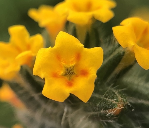 Amsinckia lycopsoides (Yellow Burrweed) — photo