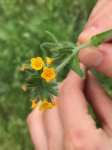 Amsinckia lycopsoides