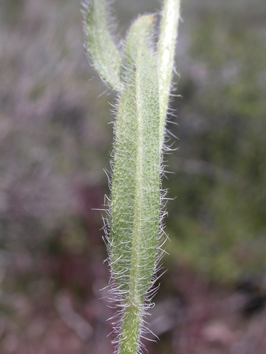 Amsinckia tessellata (Bristly fiddleneck) — photo