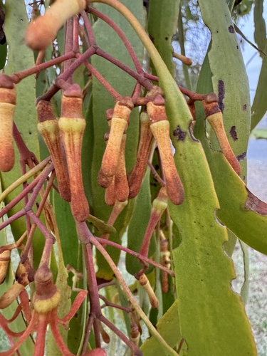 Loranthaceae