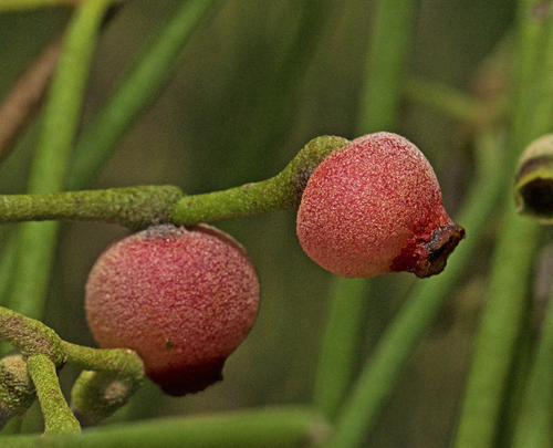 Amyema cambagei (Needle-leaved Mistletoe) — photo