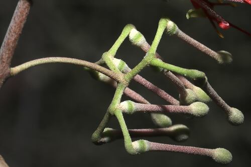 Amyema cambagei (Needle-leaved Mistletoe) — photo
