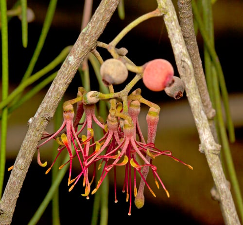 Amyema cambagei
