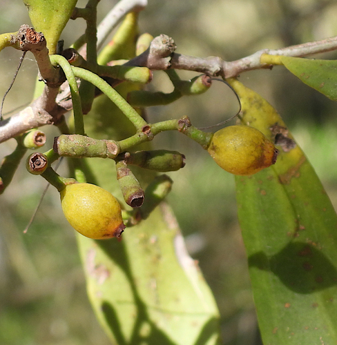 Amyema congener (Mistletoe) — photo