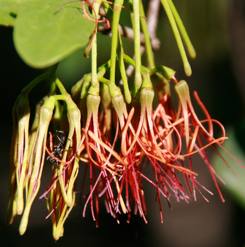 Amyema congener (Mistletoe) — photo