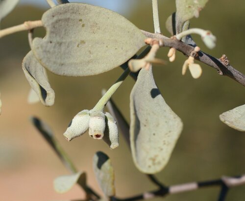 Amyema fitzgeraldii (Southern mistletoe) — photo