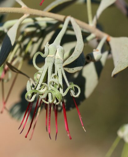 Amyema fitzgeraldii (Southern mistletoe) — photo