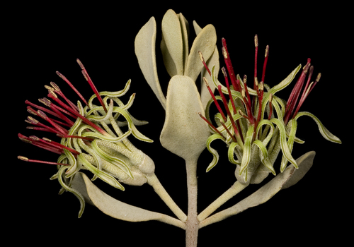 Amyema fitzgeraldii