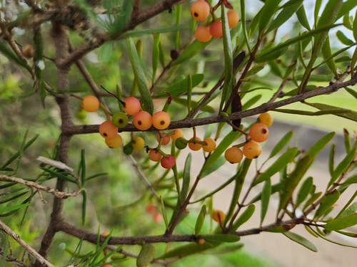 Amyema gaudichaudii — photo