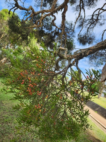 Amyema gaudichaudii — photo