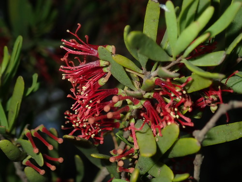 Amyema gaudichaudii