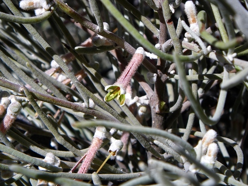 Amyema gibberula (Mistletoe) — photo