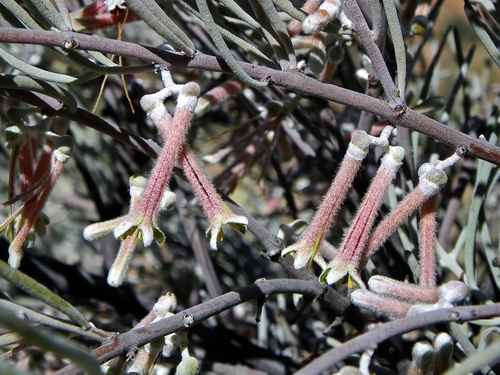 Amyema gibberula