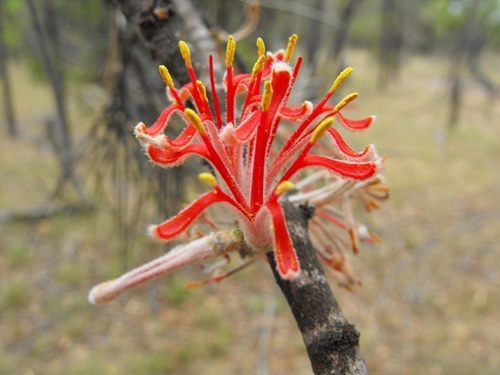 Amyema linophylla (Mistletoe) — photo
