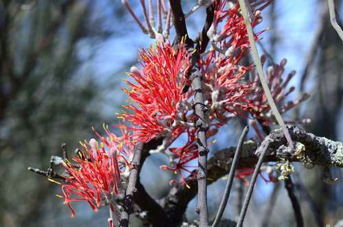 Amyema linophylla (Mistletoe) — photo