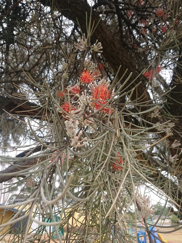 Amyema linophylla