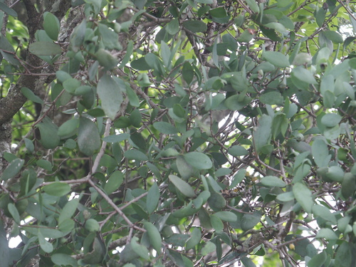 Amyema lucasii (Mistletoe) — photo