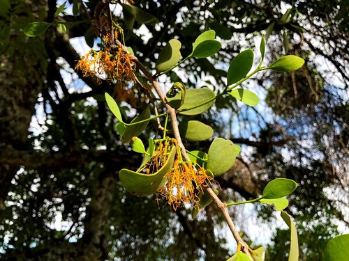 Amyema lucasii (Mistletoe) — photo
