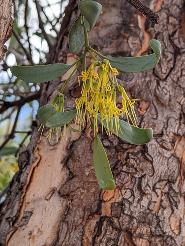 Amyema lucasii