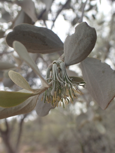 Amyema maidenii (Mistletoe) — photo