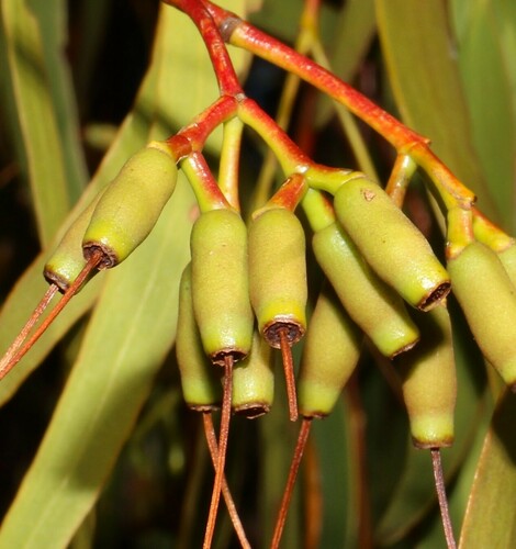 Amyema miquelii (Mistletoe) — photo