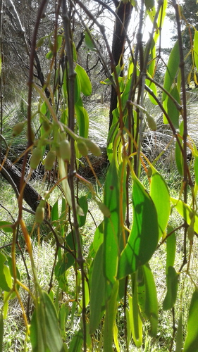 Amyema miquelii (Mistletoe) — photo