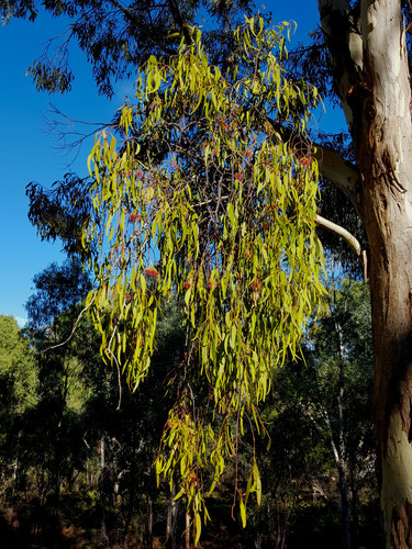 Amyema miquelii