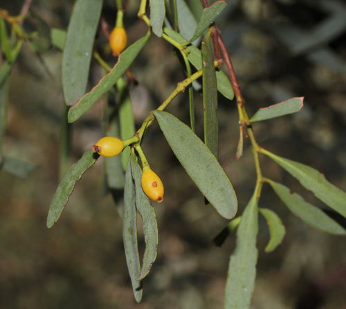 Amyema miraculosa (Box Mistletoe) — photo