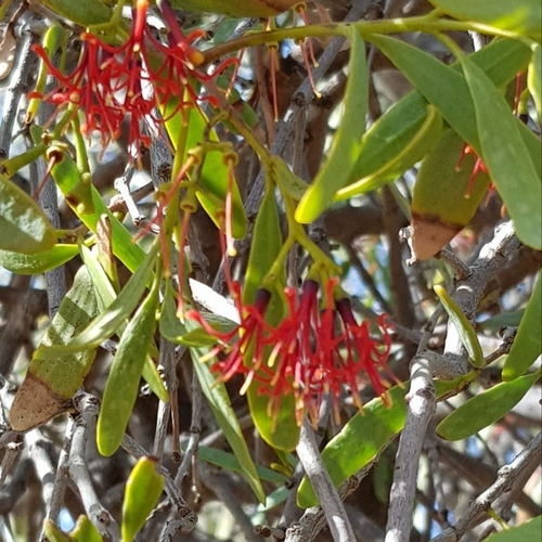 Amyema miraculosa (Box Mistletoe) — photo