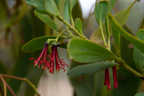 Amyema miraculosa