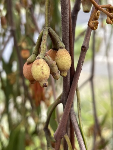 Amyema pendula (Weeping Mistletoe) — photo