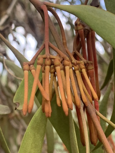 Amyema pendula (Weeping Mistletoe) — photo