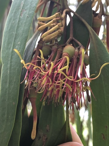 Amyema pendula