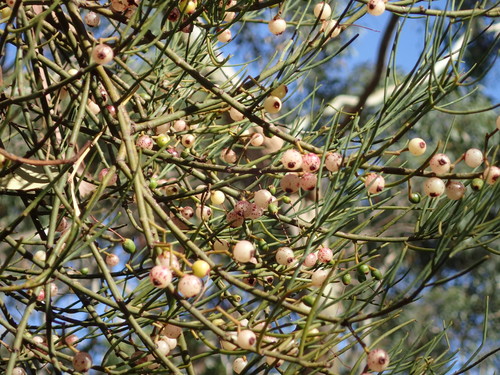 Amyema preissii (Wire-leaf Mistletoe) — photo
