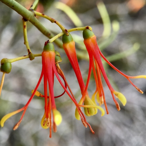 Amyema preissii (Wire-leaf Mistletoe) — photo