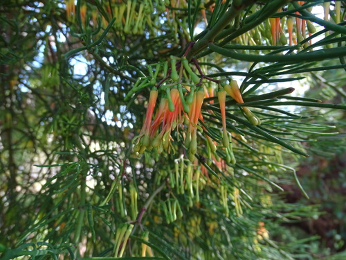 Amyema preissii