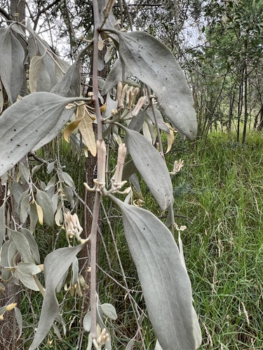 Amyema quandang (Grey Mistletoe) — photo