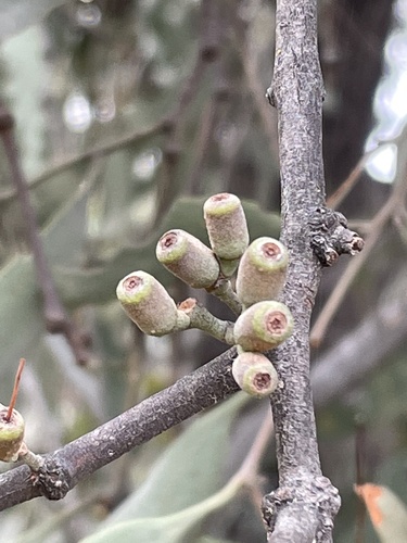 Amyema quandang (Grey Mistletoe) — photo