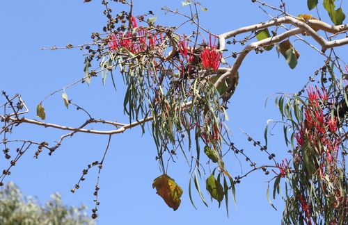 Amyema sanguinea (Mistletoe) — photo