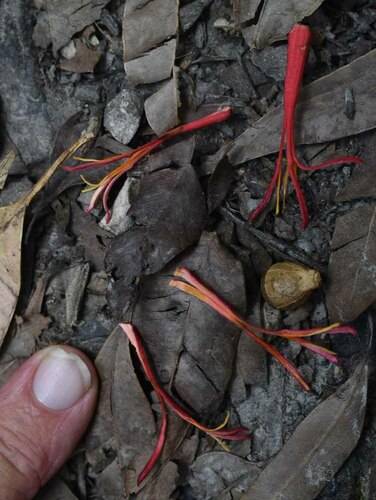 Amyema sanguinea (Mistletoe) — photo