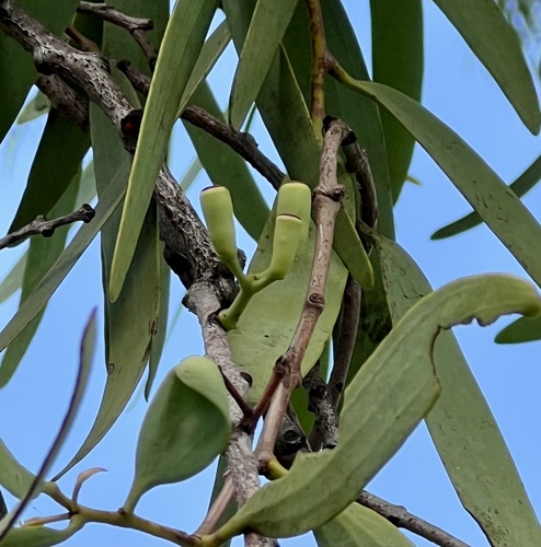 Amyema sanguinea