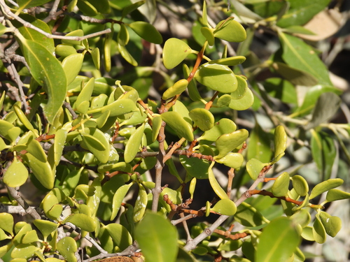 Amyema thalassia — photo