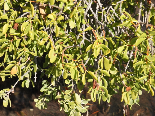 Amyema thalassia