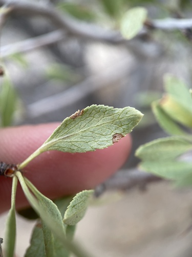 Amygdalus andersonii (Desert peach) — photo
