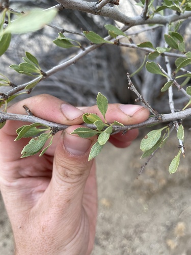 Amygdalus andersonii (Desert peach) — photo