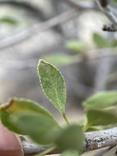 Amygdalus andersonii