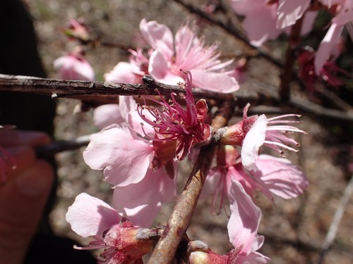 Amygdalus communis — photo