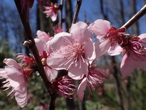 Amygdalus communis