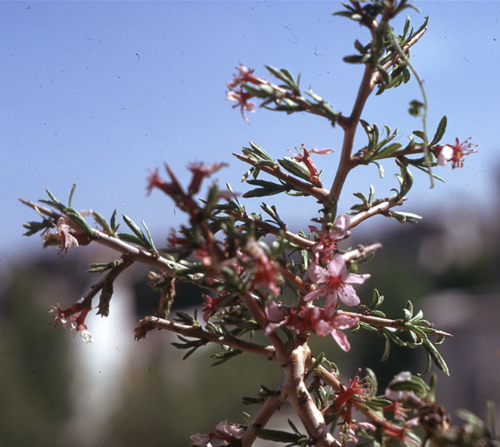Amygdalus lycioides