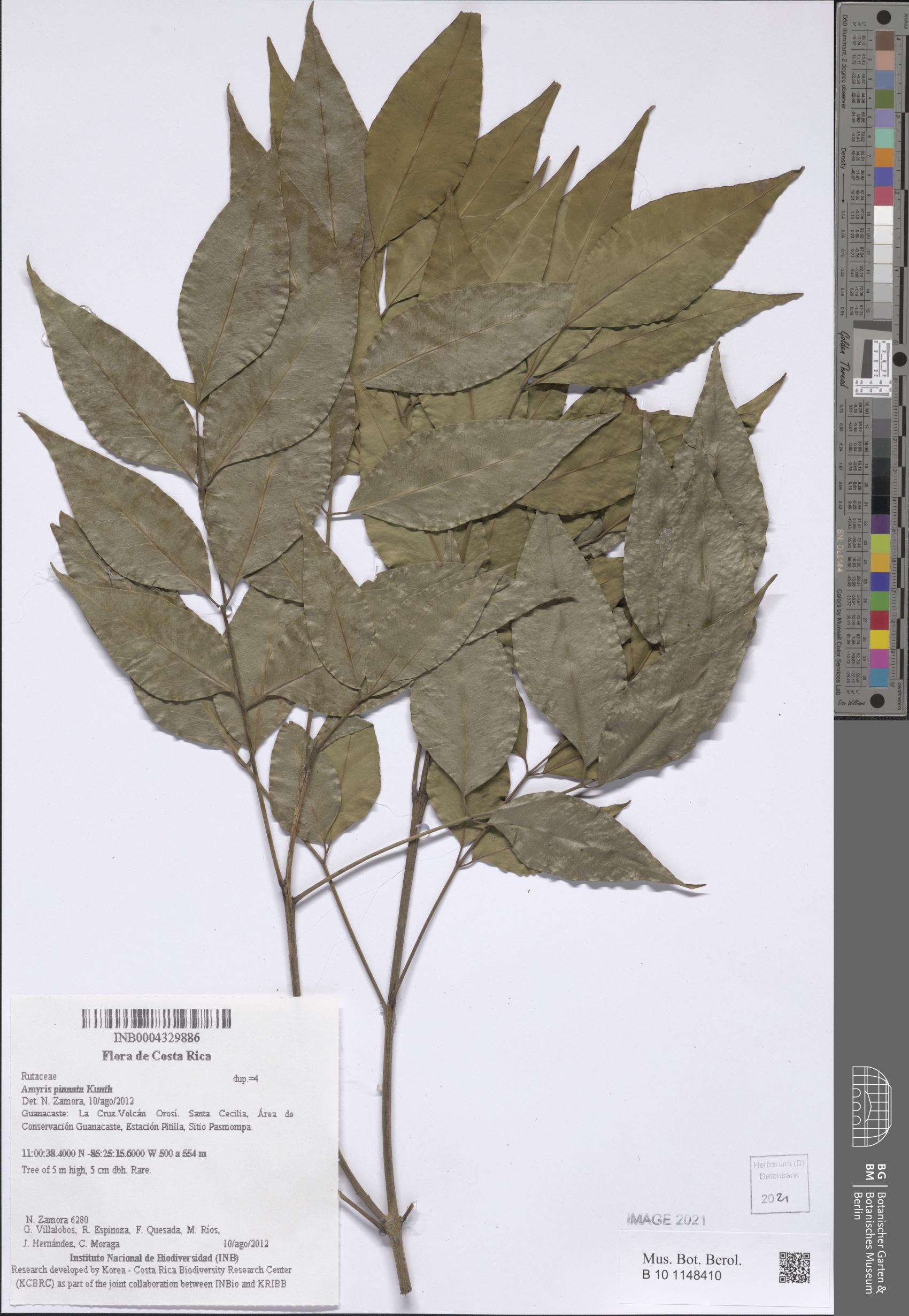 Amyris pinnata (Pinnate amyris) — photo